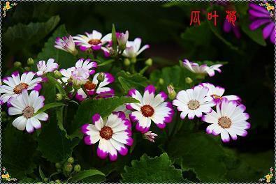 春分节气微信简短说说 春分朋友圈心情说说大全