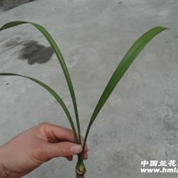 春雨如油