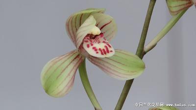 怪诞诡奇
