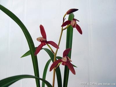 抱恨黄泉