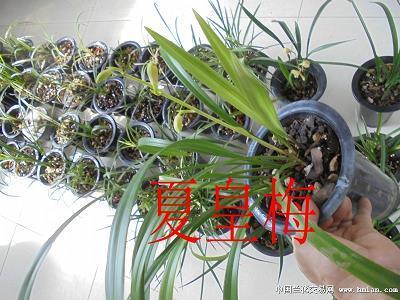 天假其便