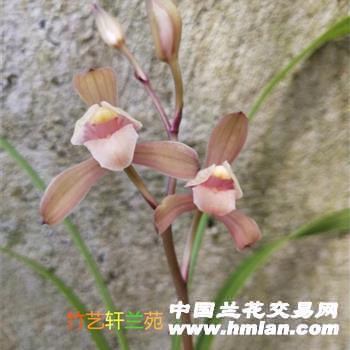 进退首鼠