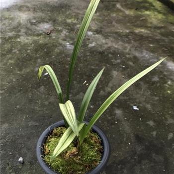 摸棱两可