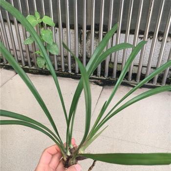 一枕黄梁