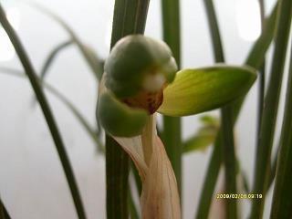 鹪巢蚊睫