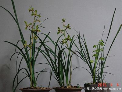 身在江湖，心存魏阙