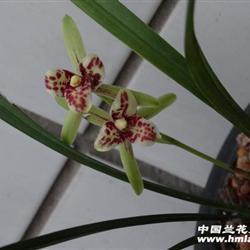 牡丹虽好，终须绿叶扶持