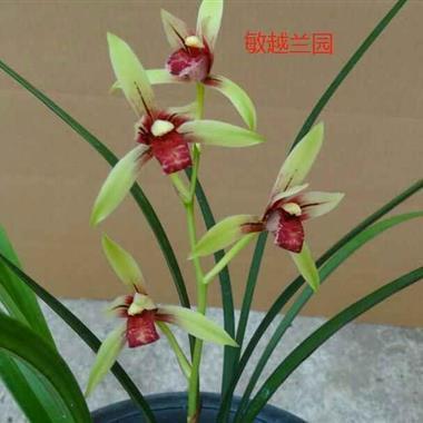 神而明之