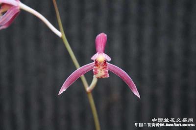 岑楼齐末