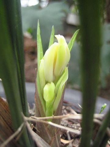 草莓节宣传口号