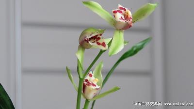 连枝并头
