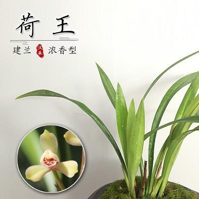 高城深池