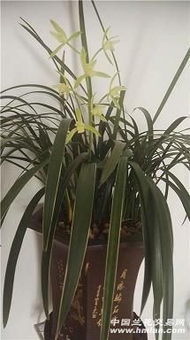 破脑刳心