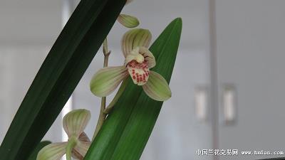向平之原