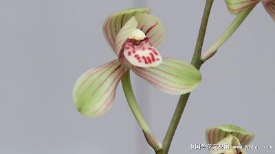 养痈自患