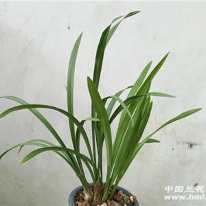 履丝曳缟