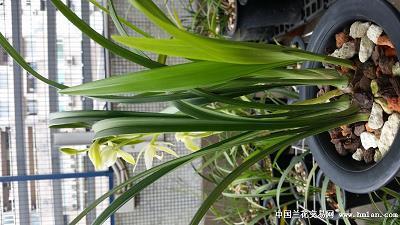 蜂腰猿背