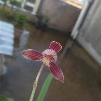 一箭双鵰