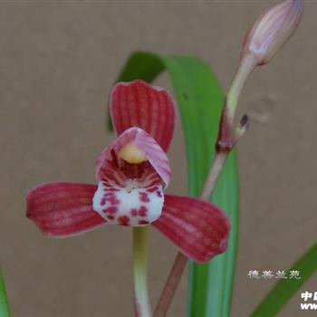 缪力同心