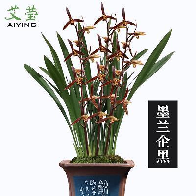 时绌举赢