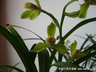 好模好样