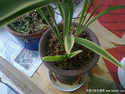 中流击枻
