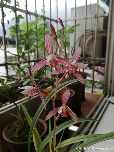 使枪弄棒