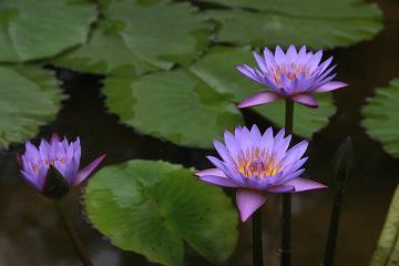 福为祸先