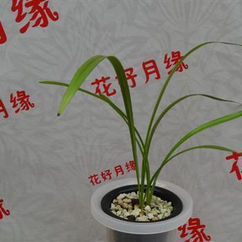 神使鬼差
