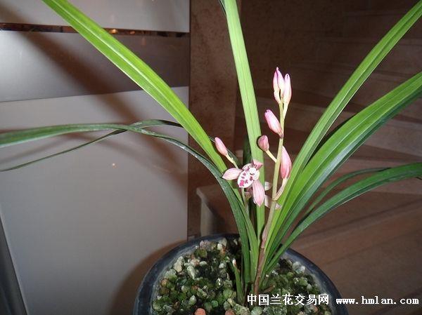 根结盘据