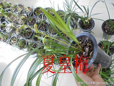 孤苦零丁