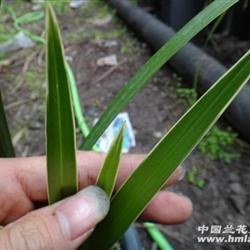 大腹便便