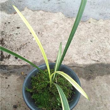 惟妙惟肖