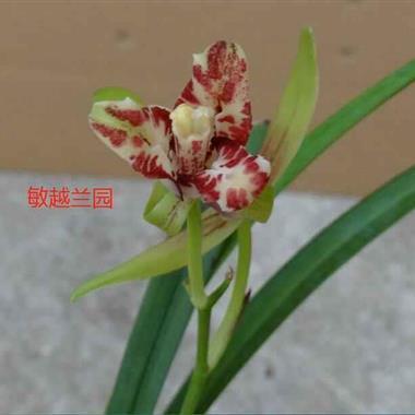 上南落北