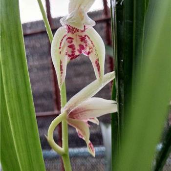 玉树芝兰