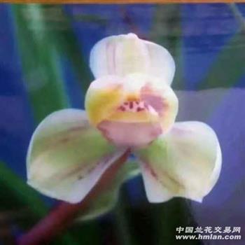 景星庆云