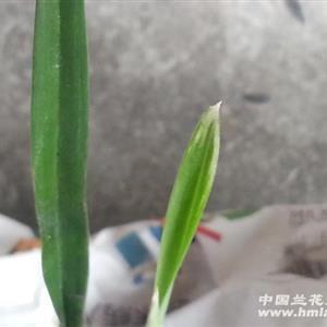 逞工衒巧