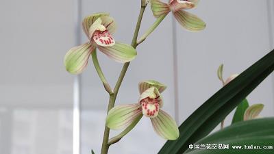 凶年恶岁