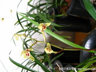 家家户户