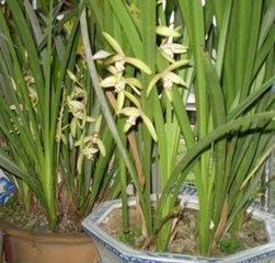 土里土气