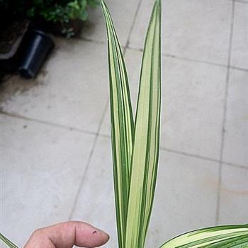 狂风恶浪