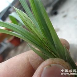 堆金叠玉
