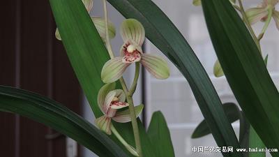 忧深思远