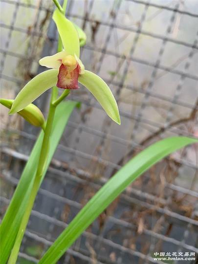 不露锋芒