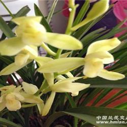 丧尽天良