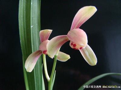 风餐水栖