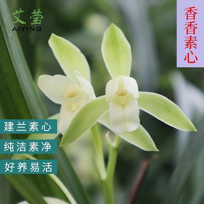 才疏学浅