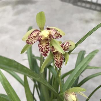 披红插花