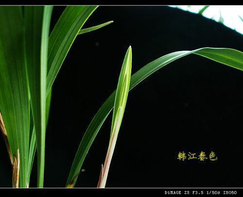 落落大方