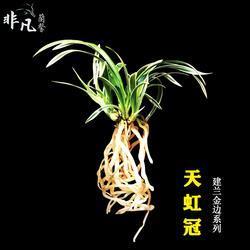 柳陌花丛
